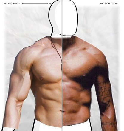 Torso Comparison