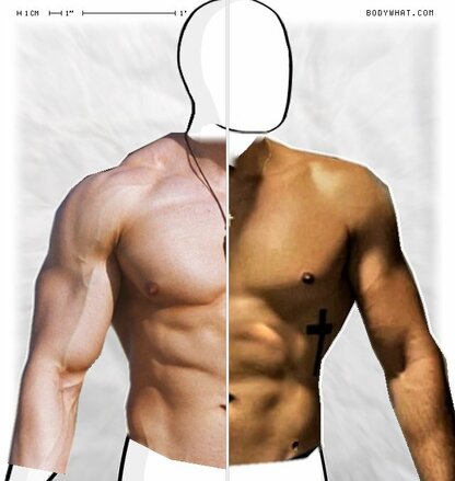 Torso Comparison