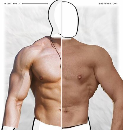 Torso Comparison