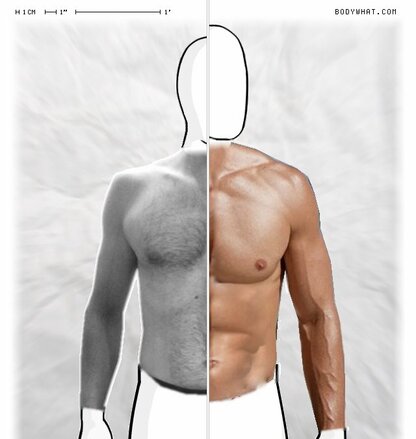 Torso Comparison