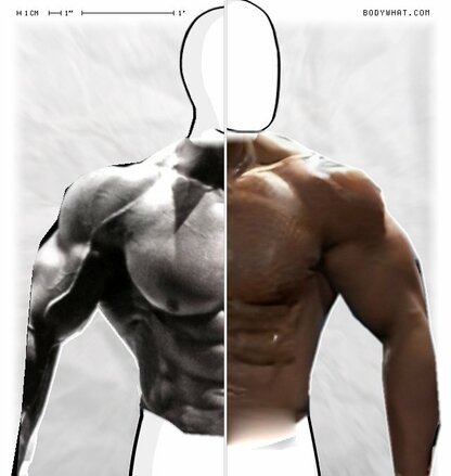 Torso Comparison