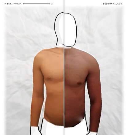 Torso Comparison