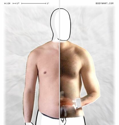 Torso Comparison