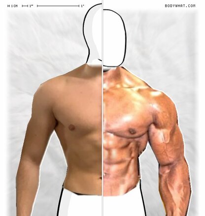 Torso Comparison