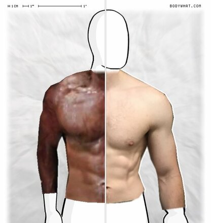 Torso Comparison