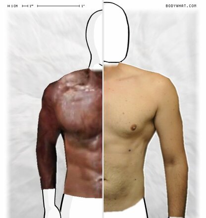 Torso Comparison