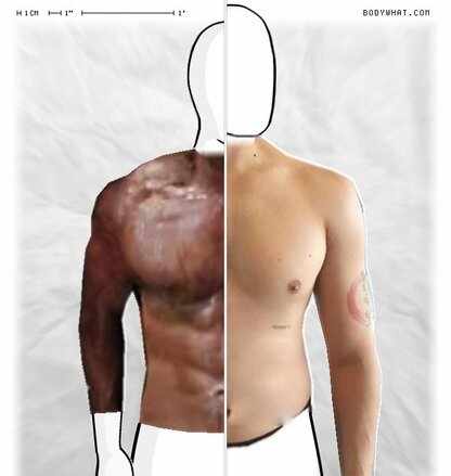 Torso Comparison