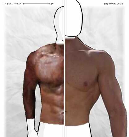 Torso Comparison