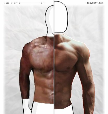 Torso Comparison