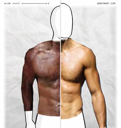 Torso Comparison