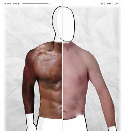 Torso Comparison