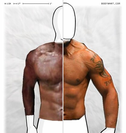 Torso Comparison