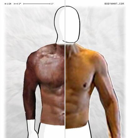 Torso Comparison