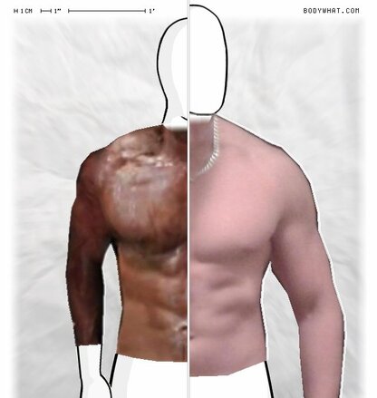 Torso Comparison