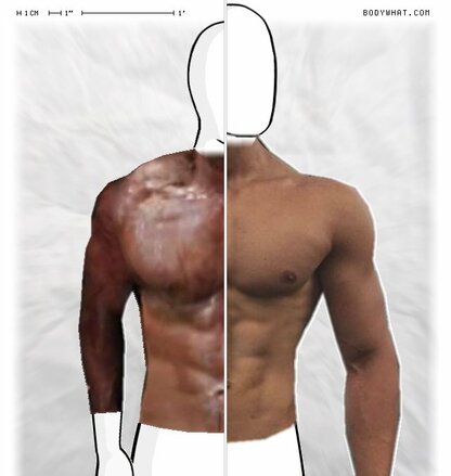 Torso Comparison