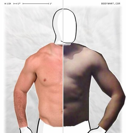 Torso Comparison