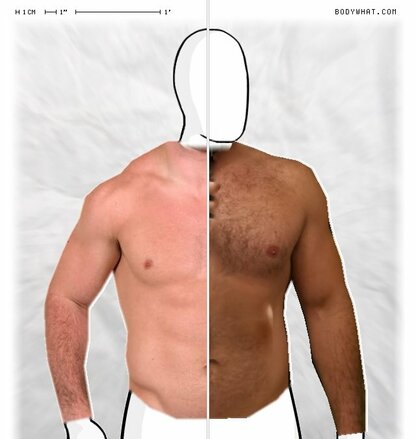 Torso Comparison