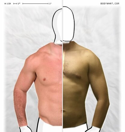 Torso Comparison