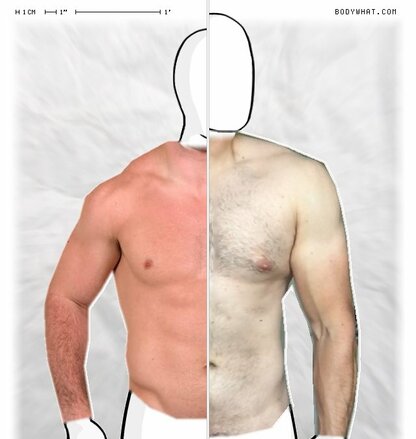 Torso Comparison