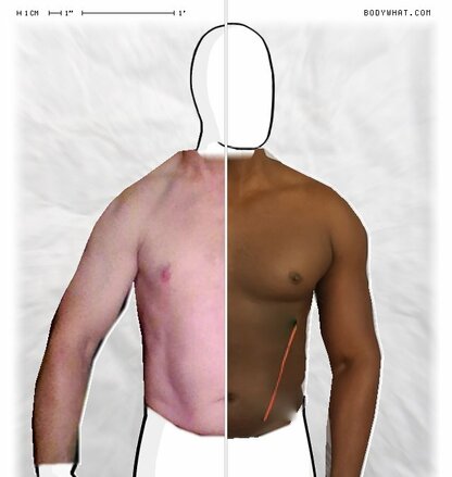 Torso Comparison