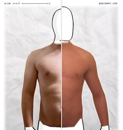Torso Comparison