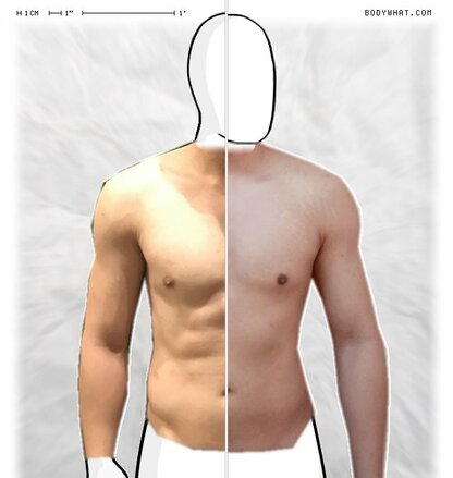 Torso Comparison