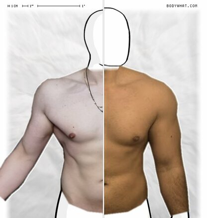 Torso Comparison