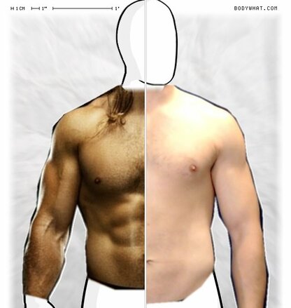 Torso Comparison
