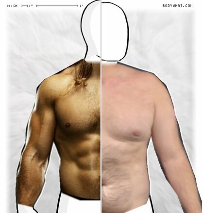 Torso Comparison