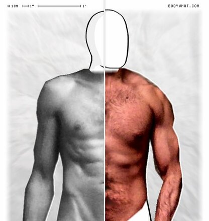 Torso Comparison