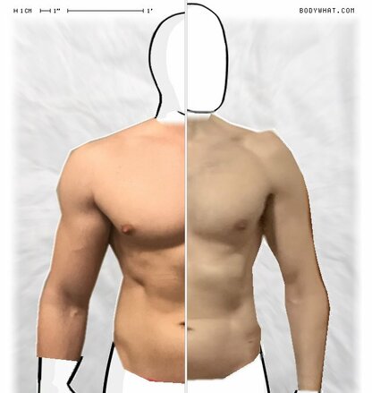 Torso Comparison