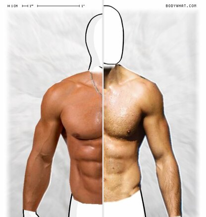 Torso Comparison