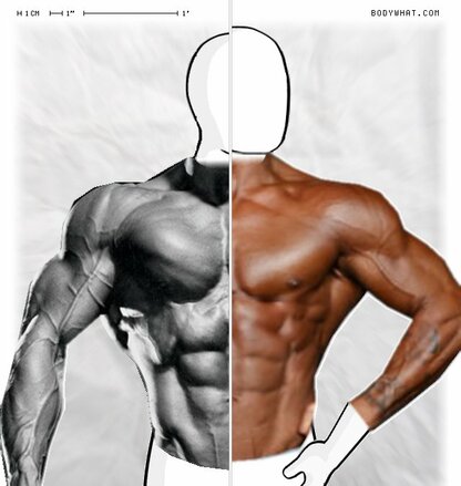 Torso Comparison