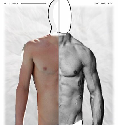 Torso Comparison