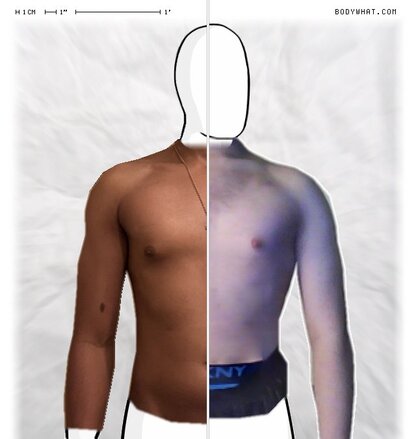 Torso Comparison