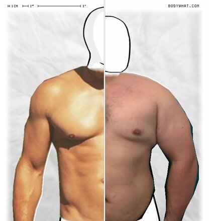 Torso Comparison