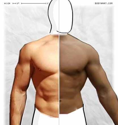 Torso Comparison