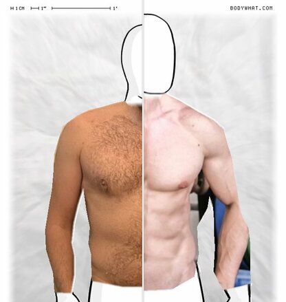 Torso Comparison