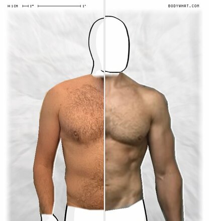 Torso Comparison