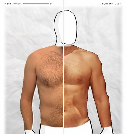 Torso Comparison