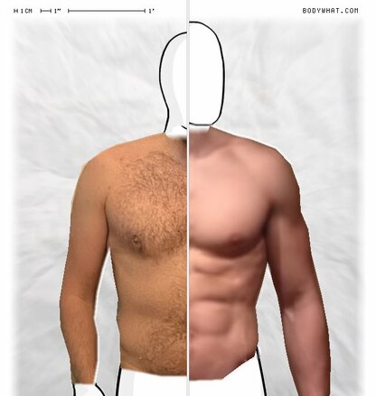 Torso Comparison