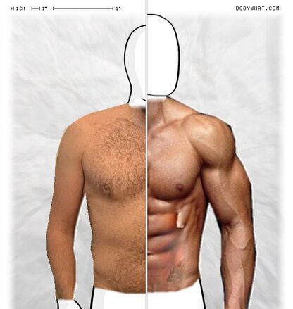 Torso Comparison