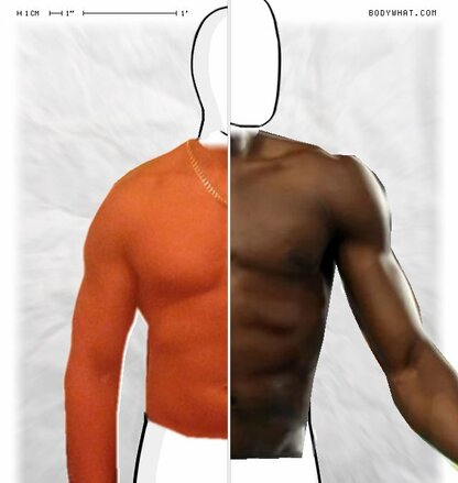 Torso Comparison