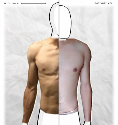 Torso Comparison