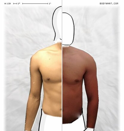 Torso Comparison