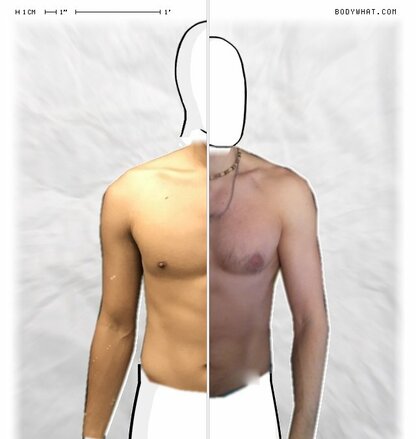 Torso Comparison