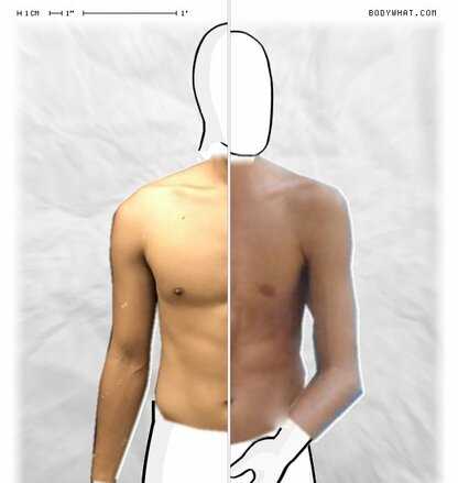 Torso Comparison