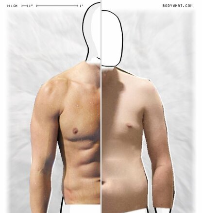 Torso Comparison