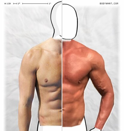 Torso Comparison