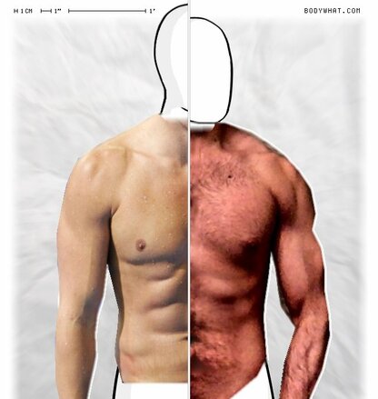 Torso Comparison